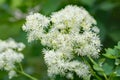 White Baneberry Flowers Ã¢â¬â Actaea pachyoda Royalty Free Stock Photo